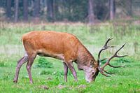 Red Deer