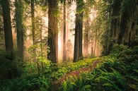 Redwood Jungle van Edwin Mooijaart thumbnail