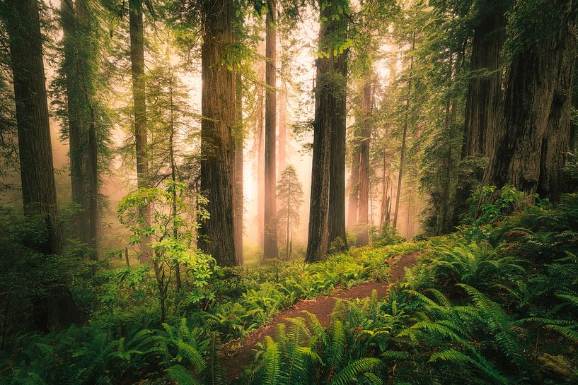 Redwood Jungle van Edwin Mooijaart