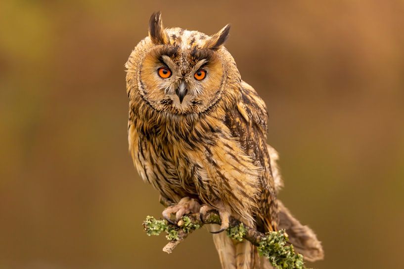 Hibou moyen-duc, Asio otus par Gert Hilbink