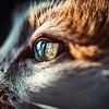 Das Auge der Katze von Felicity Berkleef