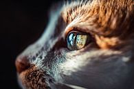 Das Auge der Katze von Felicity Berkleef Miniaturansicht