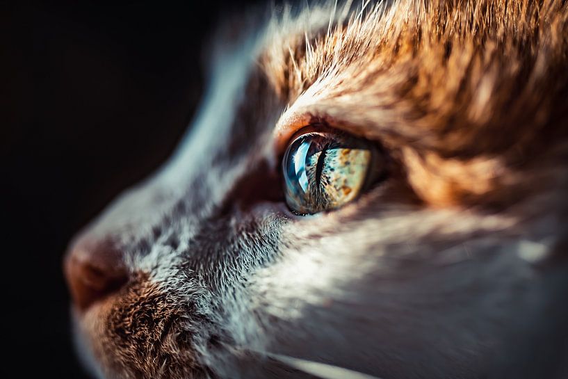 Das Auge der Katze von Felicity Berkleef
