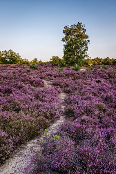 Heath by Marianne van der Westen