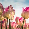 De Nederlandse tulp van Truus Nijland