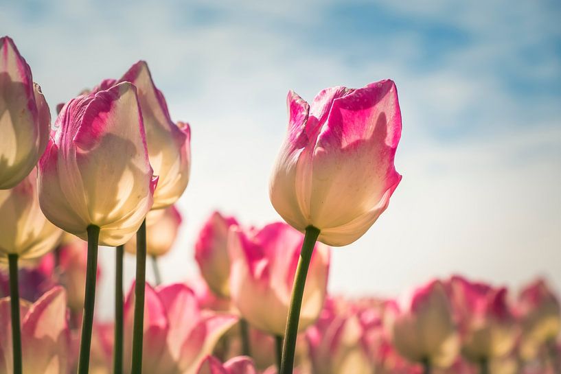 The Dutch Tulip by Truus Nijland