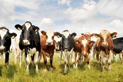 Een rij nieuwsgierige koeien