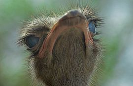 ostrich head