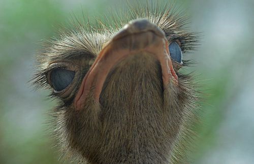 struisvogel