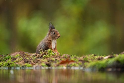 Een eekhoorn in de regen