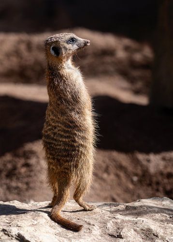 Close-up van een waakzaam stokstaartje