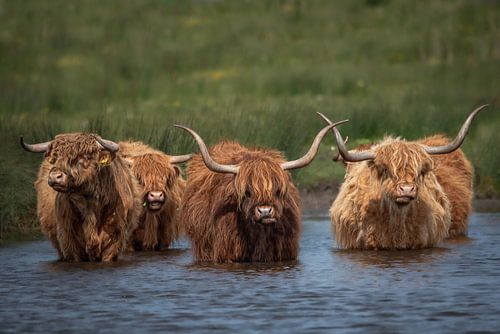 Les Highlanders écossais sur Ruud Bakker