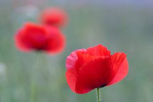 Drei Mohnblumen im weichen Gras, mit weichem Fokus.