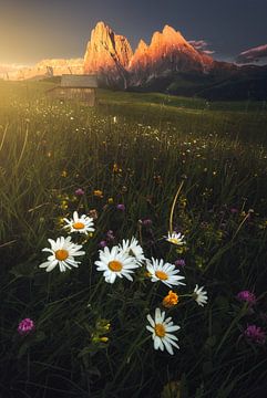 Golden Meadow by Daniel Laan