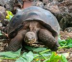 Galapagosreuzenschildpad von Maarten Verhees Miniaturansicht