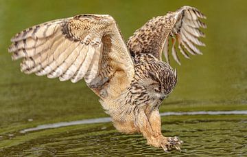 Hunting Eagle Owl. by Jaap van den Berg