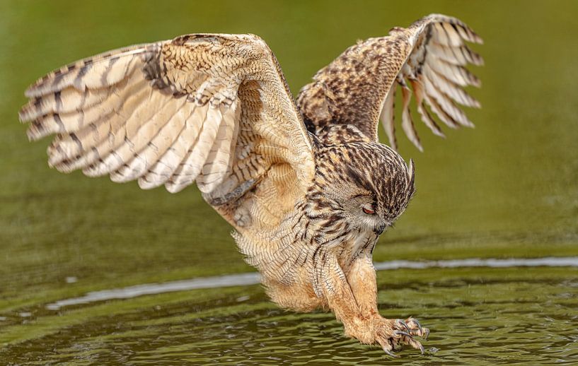 Jagender Uhu. von Jaap van den Berg