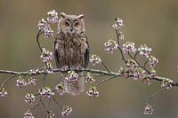 Long-eared Owl (Asio otus)