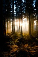 Forêt Beetsterzwaag