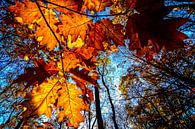 Autumn leaves van Peter Vruggink thumbnail