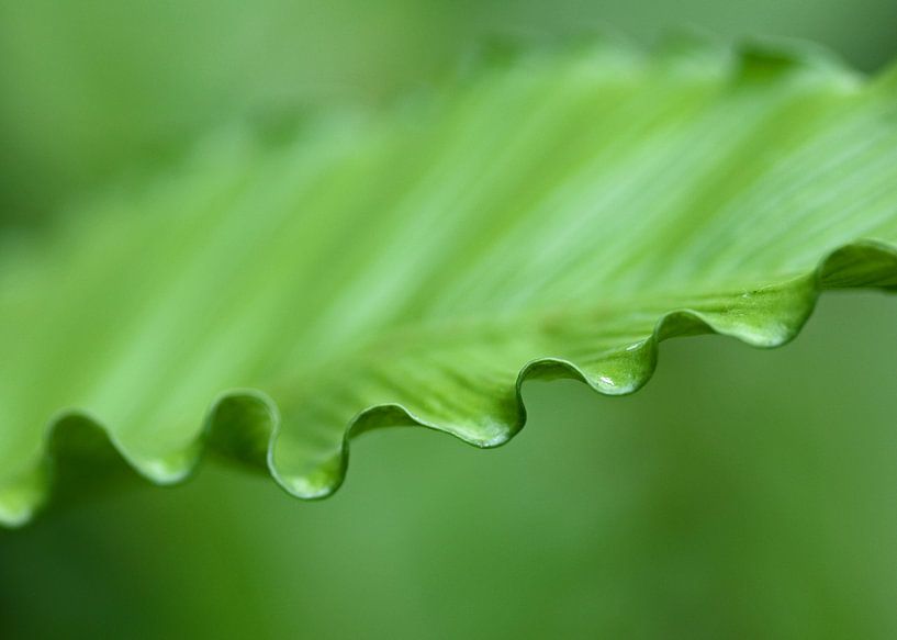 Groen van Karin Tebes