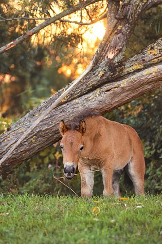 Veulen tijdens zonsondergang