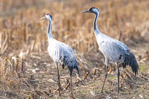 Kranichvögel beim Ausruhen und Füttern auf einem Feld während des Herbstzuges