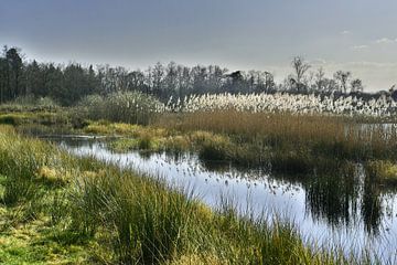 An HDR photo of a swamp landscape by Retrotimes