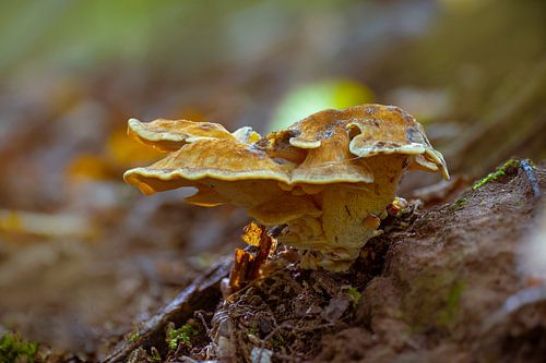 Paddenstoelen op een boomstam in een loofbos in de herfst