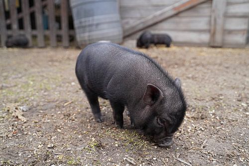 Mini biggetje bij zijn eerste uittocht op de boerderij.