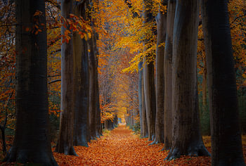 Herfst in Oranjewoud