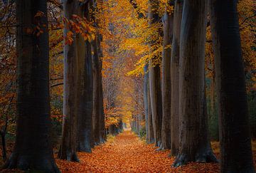 Herfst in Oranjewoud van Mark van der Walle