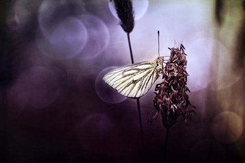 Green-veined White (Pieris napi)