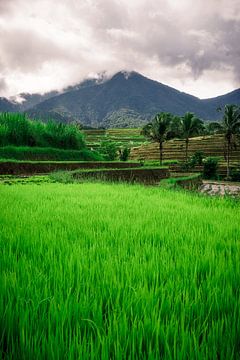 Groene rijstvelden Bali van road to aloha