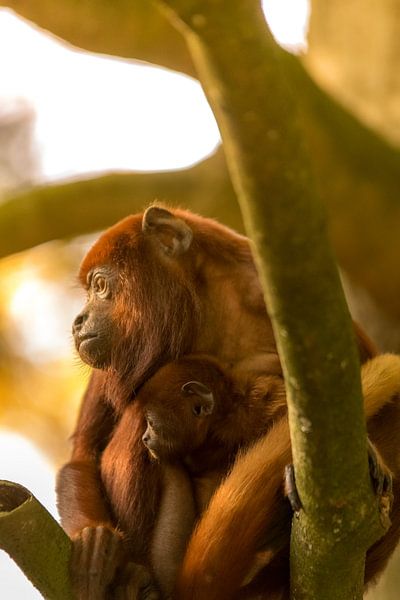 mama brulaap met baby by Bart Berendsen