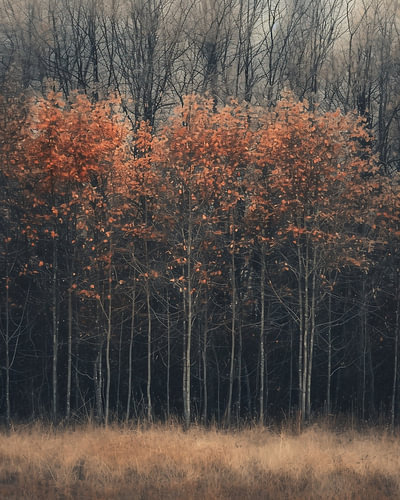 Romantic autumn forest