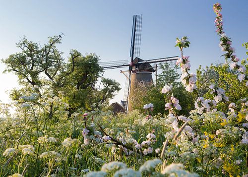 Windmill with blossoms in spring