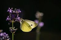 Cabbage white