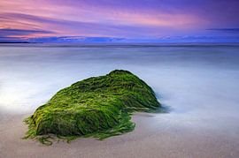 Seetang am Strand von Frank Herrmann