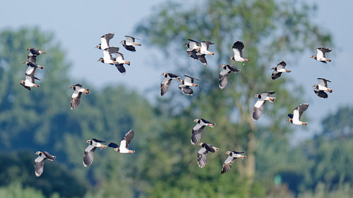 Kiebitze im Flug – gemeinsam über der niederländischen Landschaft