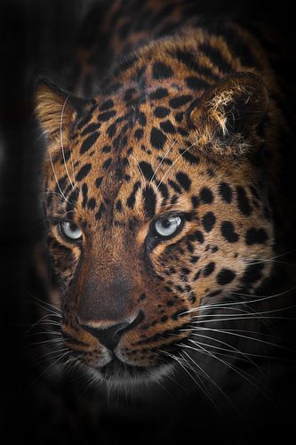 Round red leopard head with serious dangerous blue eyes close-up isolated black background