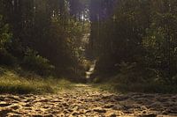 Magnificent light in the forest