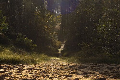 Magnifiek licht in het bos