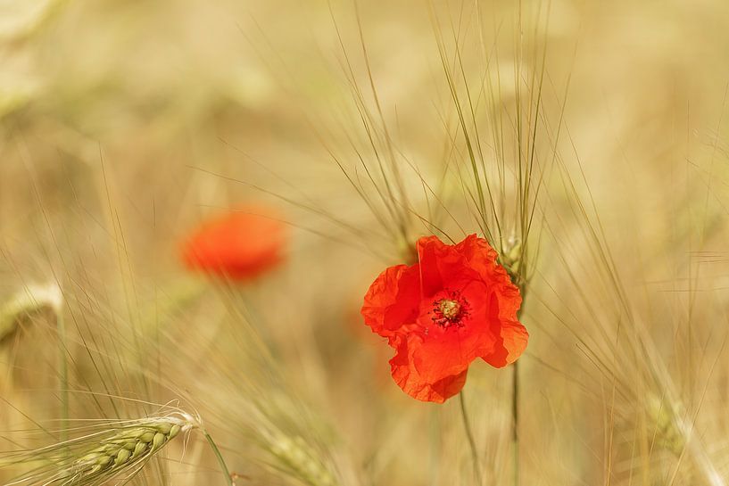 Coquelicots par Ingrid Van Damme fotografie