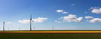 tulpen skyline