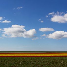 tulpen skyline sur Hanneke de Vries-Koning