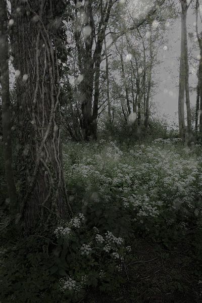 Winter is coming by Carin Klabbers