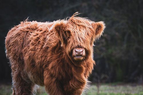 Porträt eines schottischen Highlander-Kalbs mit aktiver Haltung in der niederländischen Natur