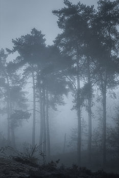 The blue hour before sunrise in the forest.
