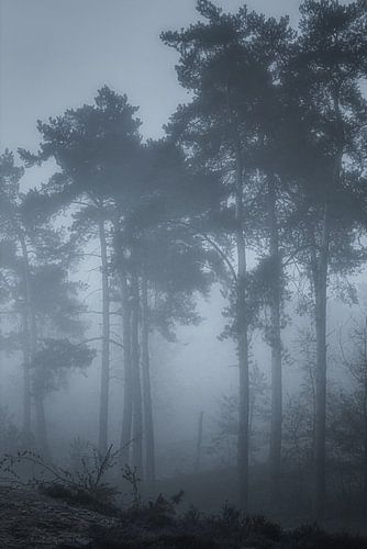 The blue hour before sunrise in the forest.